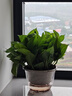 JCZS黃金葛盆栽辦公室內植物花卉水培好養綠植大葉黃金葛新房除醛凈化 【A級大葉】金鉆20cm3棵(原土盆)+營(yíng)養液 帶盆栽好 曬單實(shí)拍圖
