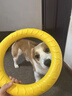 阿莫爾狗狗玩具磨牙超耐咬圓環(huán)飛盤(pán)柴犬邊牧柯基小中大型犬磨牙潔齒訓練 小號圓環(huán) 小型犬適用 曬單實(shí)拍圖