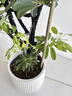 大型盆栽各種植物發(fā)財樹(shù)金錢(qián)樹(shù)綠蘿慶典喬遷盆景綠植辦公室內客廳 造型鴨腳木1.2-1.4米【聚寶盆】 含盆 曬單實(shí)拍圖