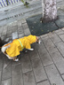 COCS狗狗雨衣中大型犬 寵物雨衣小狗雨衣 邊牧衣服狗狗沖鋒衣雨披全包 黃色 2XL號建議體重18-28斤 曬單實(shí)拍圖