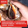 鮮京采 鮮活海螺 凈重1斤 5-7只/斤 鮮活到家 生鮮海鮮 源頭直發(fā) 曬單實(shí)拍圖
