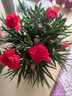 帶花苞發(fā)貨 · 康乃馨盆栽 · 陽(yáng)臺室內花卉盆栽辦公室鮮花綠植 紅色康乃馨【帶花苞】 曬單實(shí)拍圖
