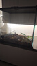 REPTIZOO爬蟲(chóng)飼養箱爬寵蜥蜴守宮蛇烏龜玻璃爬缸倉鼠刺猬角蛙寄居蟹飼養盒 31x21x30cm-適合小寵 水龜 爬寵 曬單實(shí)拍圖