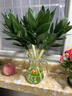 花翁富貴竹水培綠植物招財轉運室內水養花卉盆栽70-80cm10棵源頭直發(fā) 曬單實(shí)拍圖