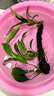 【京東物流】水草套餐 好養耐活真水草植物綠菊大葉綠九冠魚(yú)缸 三頭丹麥榕沉木 曬單實(shí)拍圖