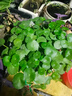 JCZS銅錢(qián)草水培植物老樁盆栽室內外水養大葉金錢(qián)草根芽好養易養活綠植 A+精品銅錢(qián)草【一盆不含盆約150株】帶葉 曬單實(shí)拍圖