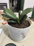 大盆君子蘭盆栽名貴國寶級花卉苗綠植物圓頭和尚室內客廳四季好養 【掌柜推薦】8-11片葉子+帶土 送肥料 曬單實(shí)拍圖