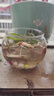 銅錢(qián)草根招財桌面盆栽金錢(qián)草根花卉室內水培土培植物水養地栽綠植 銅錢(qián)草根+1玻璃圓球+彩石/送營(yíng)養液 曬單實(shí)拍圖