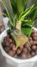 行湘金鉆盆栽綠公主新房綠植花卉易活客廳吸甲醛+白蓮陶瓷盆 源頭直發(fā) 曬單實(shí)拍圖