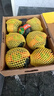 京地達山東惠和一號貝貝南瓜禮盒裝 凈重4.5斤5-8枚板栗味 源頭直發(fā)包郵 曬單實(shí)拍圖