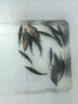 鱖魚(yú)苗桂花魚(yú)苗淡水養殖食用翹嘴鱖大眼鱖斑鱖魚(yú)肉食活體紅紋鱖魚(yú) 鱖魚(yú)苗2-3厘米200條送10%防損 曬單實(shí)拍圖