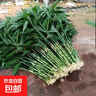 富貴竹粗桿帶根水培植物客廳水培土養水養好養活轉運盆栽綠植 帶根】富貴竹63-74厘米-8棵+送專(zhuān)用營(yíng)養粉 曬單實(shí)拍圖