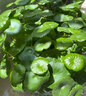 耘淘銅錢(qián)草水培植物水養草籽花卉室內盆栽金錢(qián)草四季好養活花種子籽孑 銅錢(qián)草種子1包約100粒 原裝 曬單實(shí)拍圖