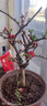 旺之春海棠花苗盆栽樹(shù)苗盆景重瓣老樁庭院綠植物室內花卉四季開(kāi)花好養 十五年老樁【品種備注】帶土帶葉發(fā)貨 不含盆 曬單實(shí)拍圖