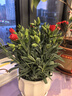 康乃馨盆栽花苗室內陽(yáng)臺綠植帶花苞重瓣四季開(kāi)花新手易種桌面花卉 紅色康乃馨+寬紋花盆+肥料 曬單實(shí)拍圖