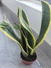 金邊虎皮蘭新房辦公室多肉植物花卉白玉虎皮蘭長(cháng)腳虎皮蘭綠植盆栽 3棵金邊虎皮蘭+1個(gè)加侖盆送底托 曬單實(shí)拍圖