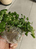 銅錢(qián)草水培植物室內辦公室桌面盆栽花卉四季常青綠植凈化空氣懶人 銅錢(qián)草帶葉子特惠款31-50根+營(yíng)養液【1份】 不含盆 曬單實(shí)拍圖
