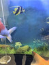 魚(yú)缸背景貼紙5d高清畫(huà)立體畫(huà)海底世界3d水族箱造景裝飾壁紙自粘紙 01.海洋小魚(yú) 寬150cm-高70cm【送刮板】 曬單實(shí)拍圖