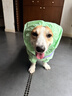 嬉皮狗（hipidog）全包撞色柯基沖鋒雨衣中小型犬臘腸犬四腳狗狗雨衣雨天寵物狗衣服 塞倫紫【卡碼建議拍大】 2XL （建議體重30-38斤） 曬單實(shí)拍圖