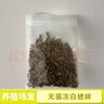 鮮凍蟋蟀凍干蟋蟀凍品冷凍蟋蟀守宮蟋蟀 無(wú)菌鮮凍白蟋蟀1.5-2cm300只不吃管退 曬單實(shí)拍圖