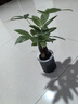發(fā)財樹(shù)盆栽大植物室內辦公室桌面客廳小盆景招財樹(shù)苗綠植花卉盆栽 三桿發(fā)財樹(shù) 5-8cm【繁星吸水盆】 【送肥料】 曬單實(shí)拍圖