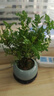 清香木盆栽室內驅蚊草植物胡椒葉子辦公室花卉盆景小綠植凈化空氣 清香木+藍冰裂陶瓷盆+高腳底托 帶盆栽好 曬單實(shí)拍圖