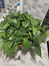 長(cháng)藤綠蘿垂吊綠植室內吊蘭吸甲醛凈化空氣綠植盆栽稀有綠蘿盆栽 【盆口直徑32厘米】長(cháng)藤紅盆綠蘿1盆送肥料 曬單實(shí)拍圖