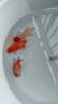 金魚(yú)（Jinyu）【精品高質(zhì)】蘭壽金魚(yú)淡水錦鯉觀(guān)賞魚(yú)國粹耐活好養 蘭壽+泰獅+頂紅 各1條4-5CM 曬單實(shí)拍圖