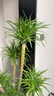 嘆為觀(guān)止 大型盆栽 單桿辮子發(fā)財樹(shù)天堂鳥(niǎo)綠蘿散尾葵辦公室內開(kāi)業(yè)喬遷禮品 多頭龍血樹(shù)1.3-1.5米【圓柱盆】 含盆 曬單實(shí)拍圖