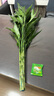 沭之美水培綠植富貴竹水養植物 富貴竹10支約70-80cm高-不含瓶 源頭直發(fā) 曬單實(shí)拍圖