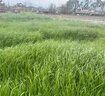 萬(wàn)田沃高產(chǎn)冬牧70黑麥草種籽四季常青多年生牧草耐寒草籽養殖禽畜草種子 一年生黑麥草【1斤】【高產(chǎn)型】 曬單實(shí)拍圖