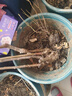 花濺淚 藍莓樹(shù)苗 藍莓苗 盆栽地栽 庭院陽(yáng)臺 南北方種植 果樹(shù)苗 藍莓樹(shù) 黑珍珠 3年苗 當年結果 曬單實(shí)拍圖
