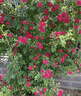 瑯闕紅木香花樹(shù)苗種子四季開(kāi)花爬藤爬墻植物薔薇月季 50-80cm源頭直發(fā) 曬單實(shí)拍圖