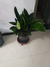 意軒大葉金鉆綠葉子大型綠植室內外栽種四季好養四季常綠禮客廳綠植 大葉金鉆大盆70-80厘米高度 5顆 曬單實(shí)拍圖