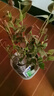 L25藍莓樹(shù)苗盆栽庭院陽(yáng)臺南北方種植地栽藍莓苗特大果耐寒果樹(shù)苗 F6藍莓苗【6年大苗當年結果】 曬單實(shí)拍圖