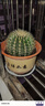 金虎仙人球類(lèi)金琥辦公室內盆栽仙人掌盆栽大號金冠植物超大顆好養 直徑20公分左右送專(zhuān)用肥 含盆 曬單實(shí)拍圖