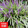 日本矮麥冬草玉龍草庭院草坪綠化地被植物細葉金邊耐寒麥冬草種子 金邊麥冬草1000棵 曬單實(shí)拍圖
