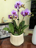 年宵花蝴蝶蘭室內花卉盆栽綠植客廳四季開(kāi)花春節年貨裝飾過(guò)年擺件 粉色系3劍蝴蝶蘭【品種隨機】北歐盆 曬單實(shí)拍圖