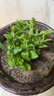 瑯闕薄荷盆栽可食用綠植花卉盆栽室內驅蚊植物辦公室桌面擺件源頭直發(fā) 曬單實(shí)拍圖