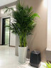 庫選富貴椰子室內客廳辦公室大型綠植防輻射室內陽(yáng)臺凈化空氣 帶基地泥#高78厘米-102厘米 富貴椰子9-12株+肥料 曬單實(shí)拍圖
