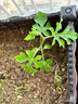 蒲戀冰糖麒麟西瓜苗直發(fā)壯苗美都西瓜秧苗盆栽種苗無(wú)籽水果蔬菜苗脆甜 冰糖麒麟瓜苗【30顆】送肥料 曬單實(shí)拍圖