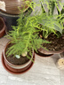 文竹盆栽綠植花卉盆景植物室內客廳水培文松云竹文竹大苗四季常青 文竹1盆【高15-20厘米】 曬單實(shí)拍圖