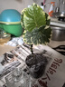 臨雅水培圓葉福祿桐錢(qián)多多盆栽植物客廳桌面水養綠植四方瓶源頭直發(fā) 曬單實(shí)拍圖