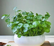JCZS銅錢(qián)草水培植物大葉室內陽(yáng)臺好養綠植帶盆觀(guān)葉植物凈化空氣四季 銅錢(qián)草【水仙盆20】送營(yíng)養液 曬單實(shí)拍圖