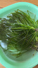 OIMG四季常青短葉矮生苦草扁擔草小龍蝦蟹養殖凈化水質(zhì)淡水魚(yú)池水草 四季常青矮生苦草1斤(鮮草) 曬單實(shí)拍圖