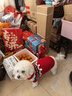 萌嘟星寵 貓咪狗狗衣服冬季比熊泰迪博美小犬新年毛衣寵物保暖秋冬裝XL號 曬單實(shí)拍圖
