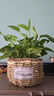 行湘綠蘿盆栽植物花卉凈化空氣綠植盆栽 180#綠蘿+藤藝圓盆 源頭直發(fā) 曬單實(shí)拍圖