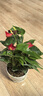 花翁水培紅掌盆栽花卉室內綠植源頭直發(fā) 【爆款新品】特級紅掌繁星盆 曬單實(shí)拍圖