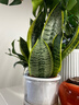 金邊虎皮蘭盆栽花卉多肉水培植物綠植室內辦公室四季常青虎尾蘭 【推薦主圖款3盆】30cm3棵虎皮蘭（早安盆） 送肥料 曬單實(shí)拍圖