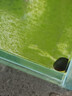 包郵蘋(píng)果螺觀(guān)賞螺魚(yú)缸清潔除藻草缸水族淡水寵物蝸牛鮮活叁 強力除藻小軍帽螺1厘米4只 曬單實(shí)拍圖